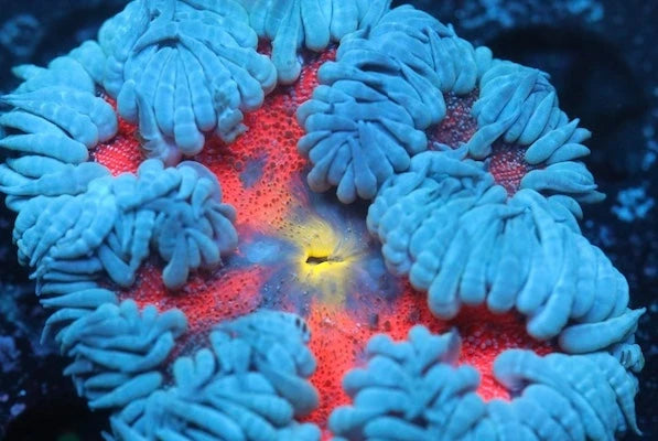 Anemone - Charterhouse Aquatics