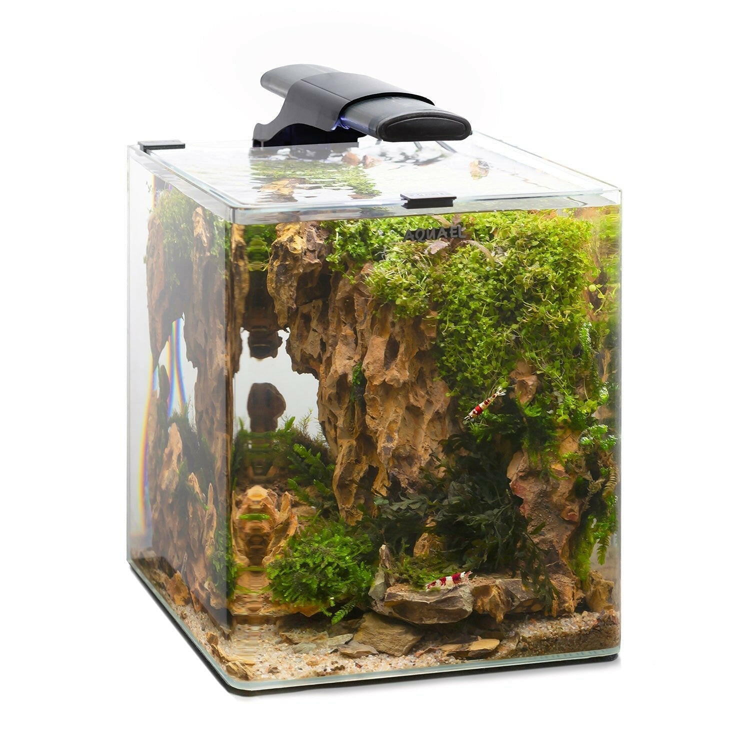 Freshwater Beginner Aquariums