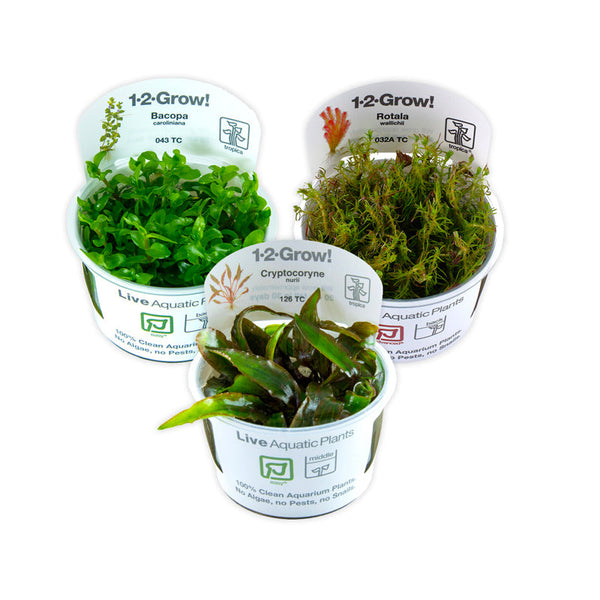 Live Aquarium Plants