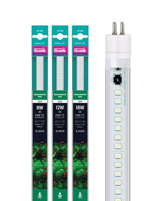 Arcadia Lighting - Charterhouse Aquatics