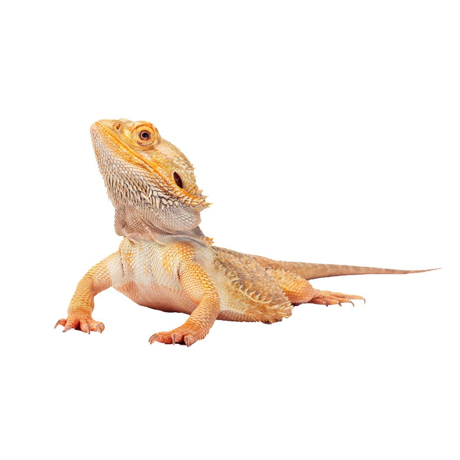 Bearded Dragon Foods - Charterhouse Aquatics