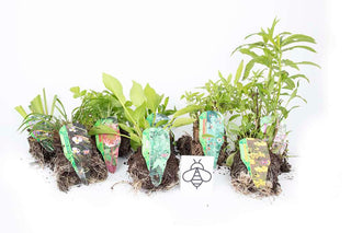 Pond Plant Packs & Starter Kits