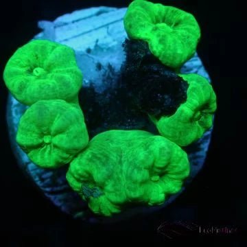 Caulastrea & Catalphyllia - Charterhouse Aquatics