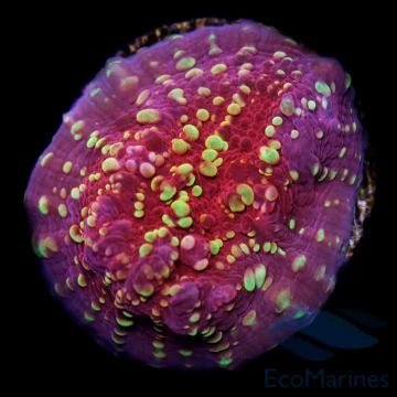 Chalice - Charterhouse Aquatics