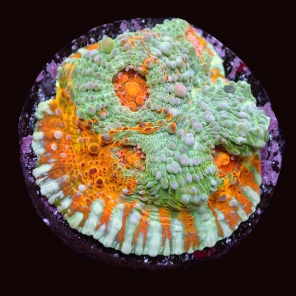 Chalice Corals - Charterhouse Aquatics