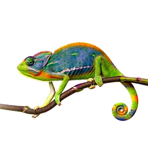 Chameleon Foods - Charterhouse Aquatics