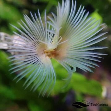 Marine Clams & Filter Feeding Corals | Reef Aquarium Filter Feeders ...