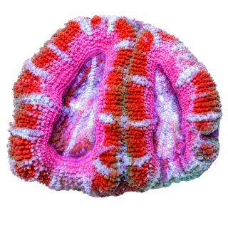 Acans & Blasto - Charterhouse Aquatics