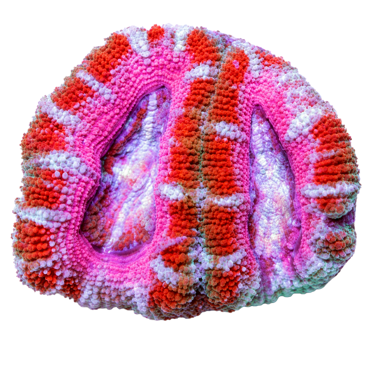Acans & Blasto - Charterhouse Aquatics