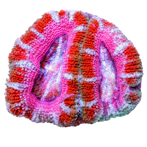 Acans & Blasto