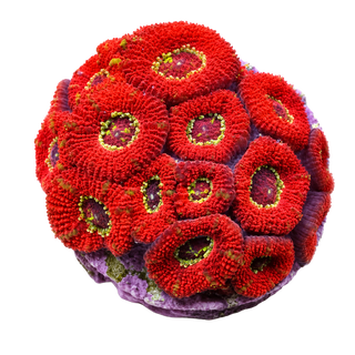 WYSIWYG Hard Corals