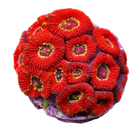 WYSIWYG Hard Corals