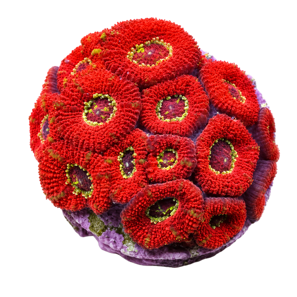 WYSIWYG Hard Corals