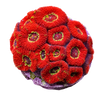 WYSIWYG Hard Corals
