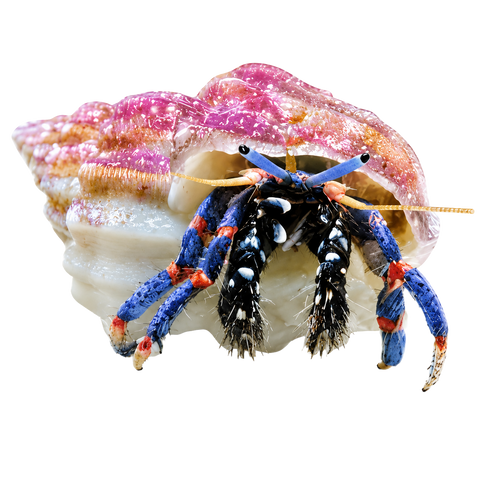 Crabs - Charterhouse Aquatics