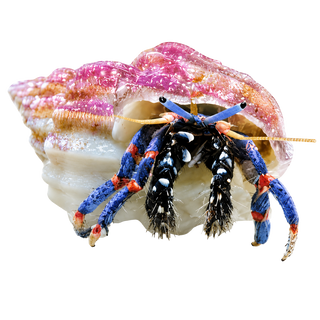 Crabs - Charterhouse Aquatics