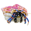 Crabs