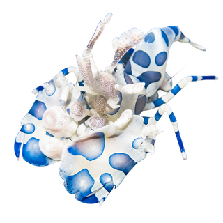 Shrimps
