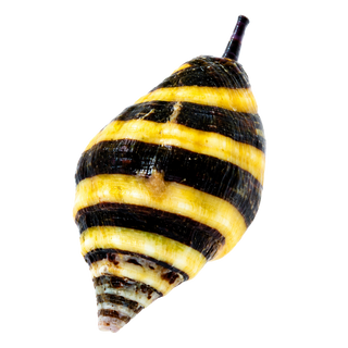 Snails