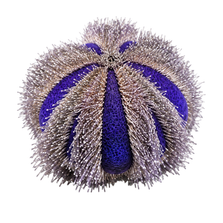 Urchins
