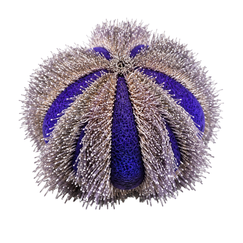 Urchins