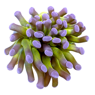 Hammer Corals
