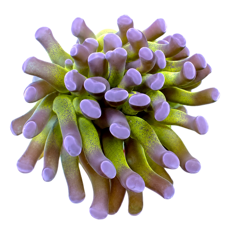 Hammer Corals