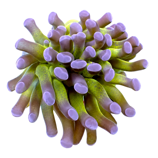 Hammer Corals