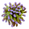 Hammer Corals