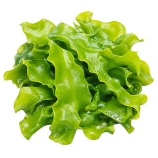 Macro Algae