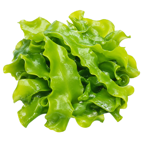 Macro Algae