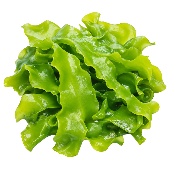 Macro Algae