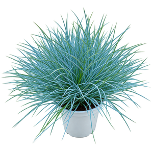 Live Plants