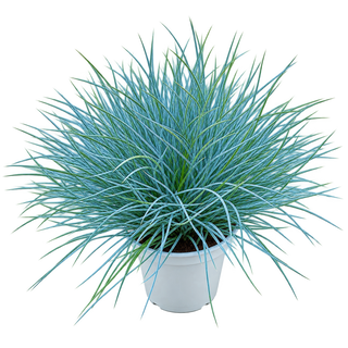 Live Plants