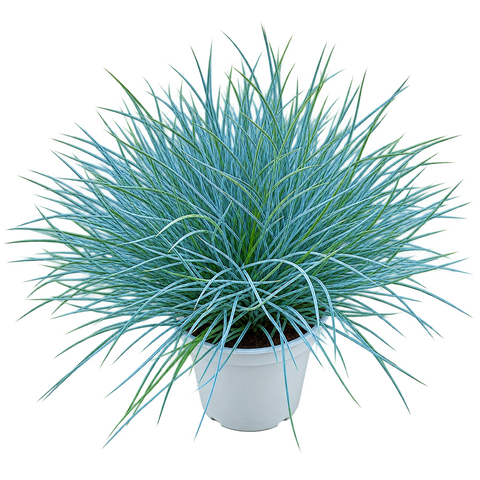 Live Plants