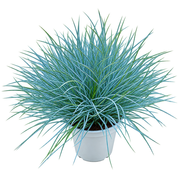 Live Plants