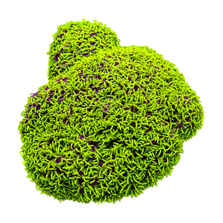 Star Polyps, Xenia & Others