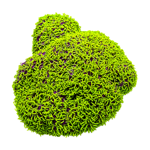 Star Polyps, Xenia & Others