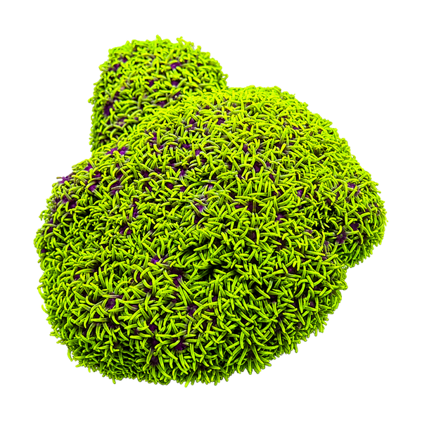 Star Polyps, Xenia & Others