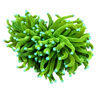 Torch Corals