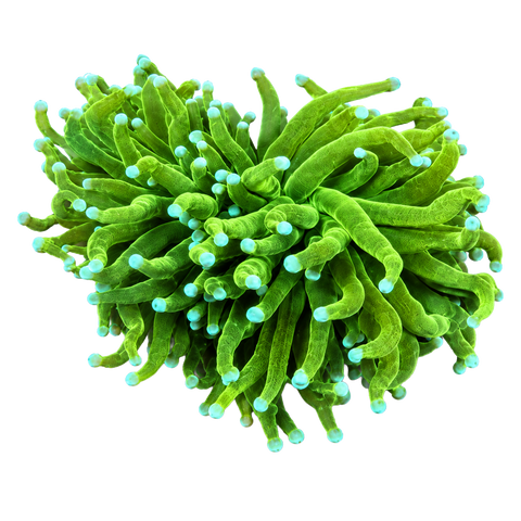 Torch Corals