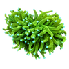 Torch Corals