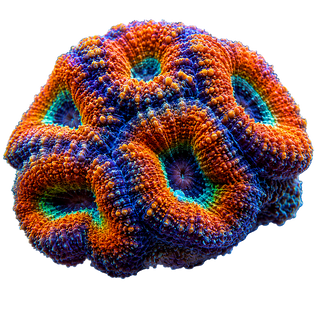 Corals