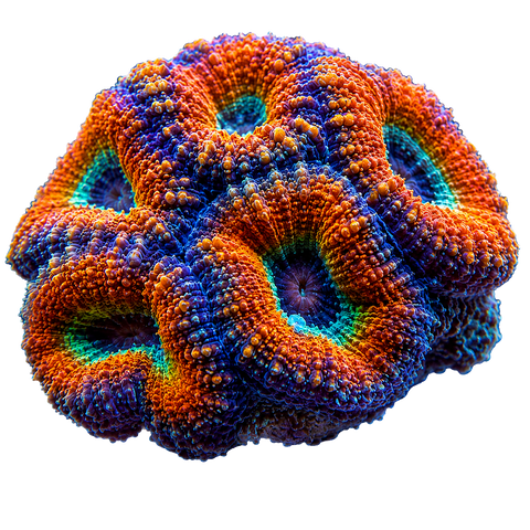 Corals