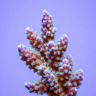 Corals Shop