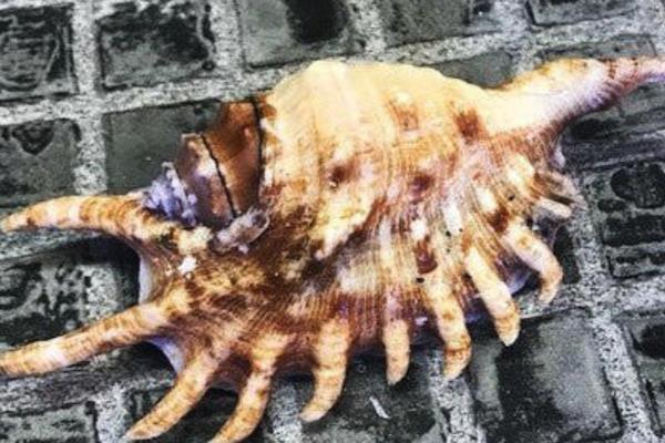 Crabs - Charterhouse Aquatics