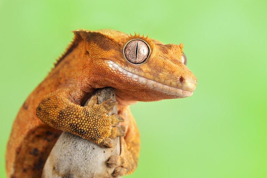 Crested Gecko Foods - Charterhouse Aquatics