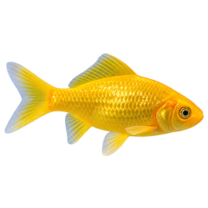 Cold Water Fish