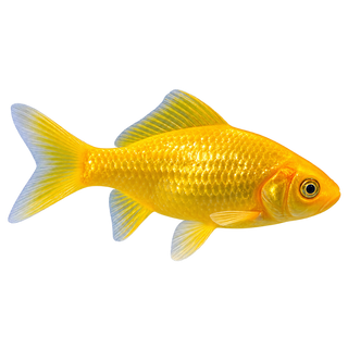Cold Water Fish