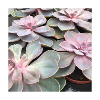 Desert Live Plants - Charterhouse Aquatics